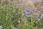 Prairie phacelia